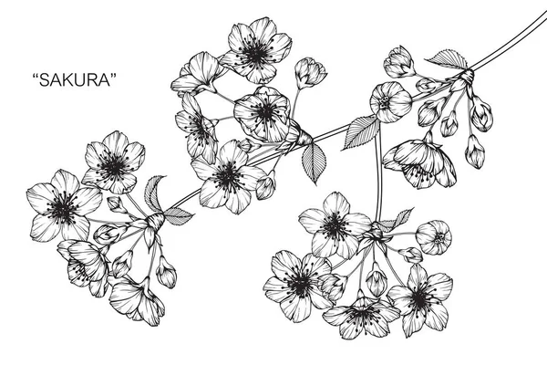 Kiraz çiçeği çiçek. Çizim ve eskiz ile siyah beyaz çizgi-roman.