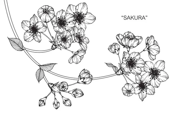 Kiraz Çiçeği Çiçek Çizim Eskiz Ile Siyah Beyaz Çizgi Roman — Stok Vektör