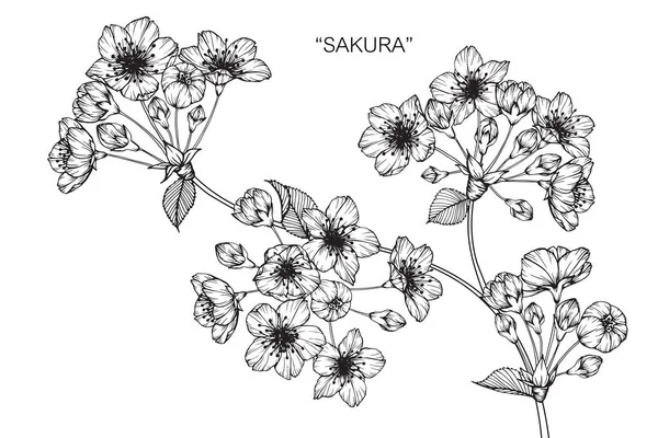 Kwiat Wiśni Rysunek Szkic Czarno Białe Grafiki Liniowej — Wektor stockowy