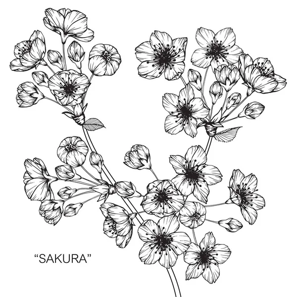 Kiraz çiçeği çiçek. Çizim ve eskiz ile siyah beyaz çizgi-roman.