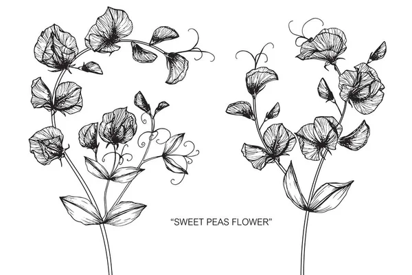 Милый Гороховый Цветок Рисунок Эскиз Черно Белой Линией — стоковый вектор