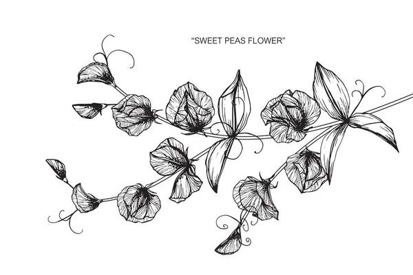 Μοσχομπίζελο Λουλούδι Σχέδιο Και Σκίτσο Μαύρο Και Άσπρο Γραμμή Art — Διανυσματικό Αρχείο