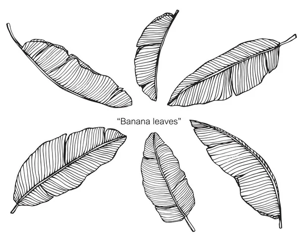 Bananenblätter zeichnen. Zeichnung und Skizze mit schwarz-weißer Linienführung. — Stockvektor