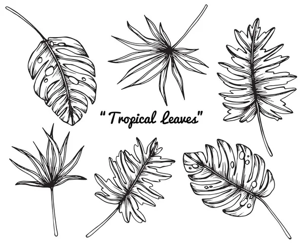 Disegno di foglie tropicali. Disegno e schizzo con line-art in bianco e nero . — Vettoriale Stock