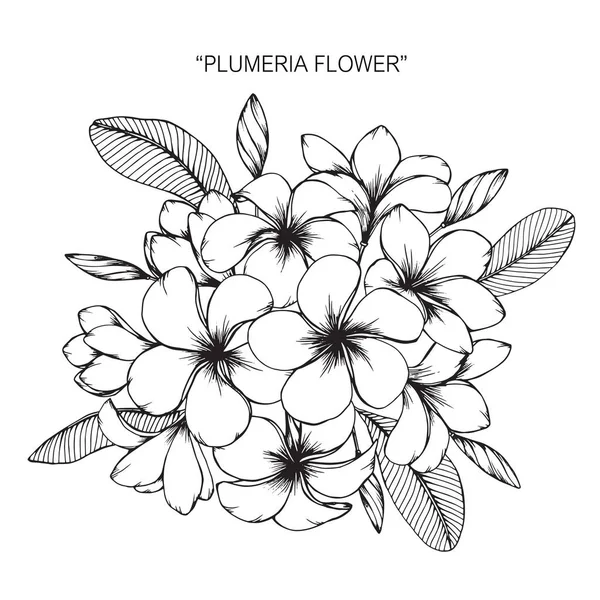 Flor de Plumeria. Dibujo y boceto con línea de arte en blanco y negro . — Vector de stock