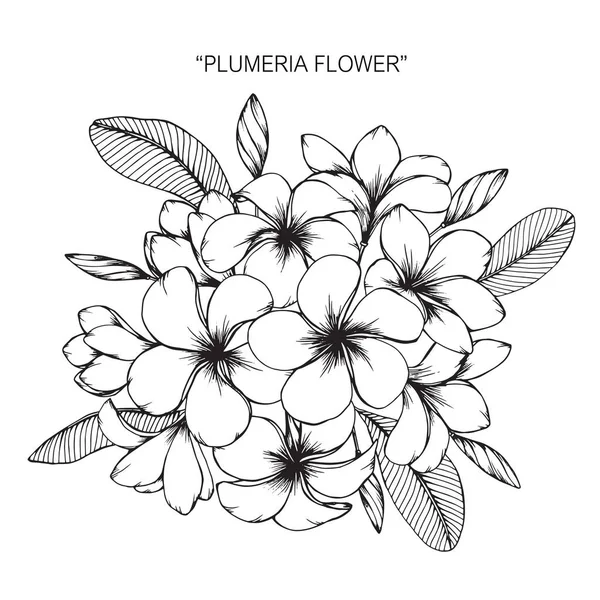 Flor de plumeria. Desenho e esboço com preto e branco line-art . — Vetor de Stock