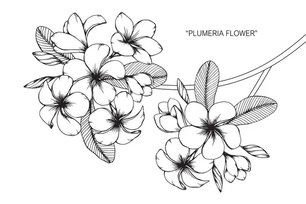 Plumeria çiçek. Çizim ve eskiz ile siyah beyaz çizgi-roman.