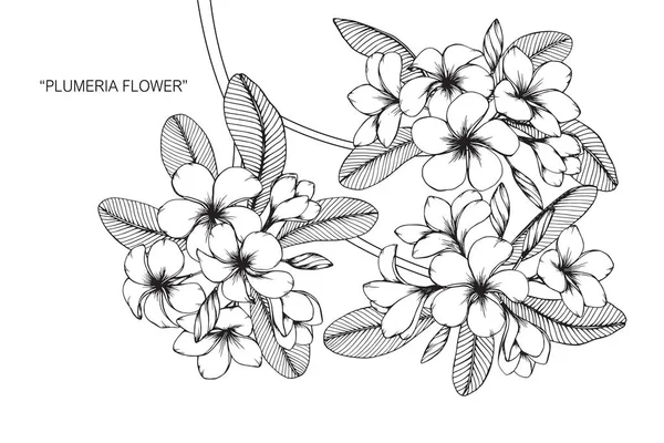 Flor de plumeria. Desenho e esboço com preto e branco line-art . — Vetor de Stock