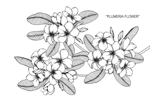 Plumeria çiçek. Çizim ve eskiz ile siyah beyaz çizgi-roman.
