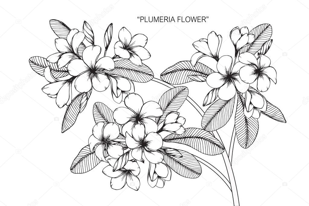 Plumeria flower. Drawing and sketch with black and white line-art