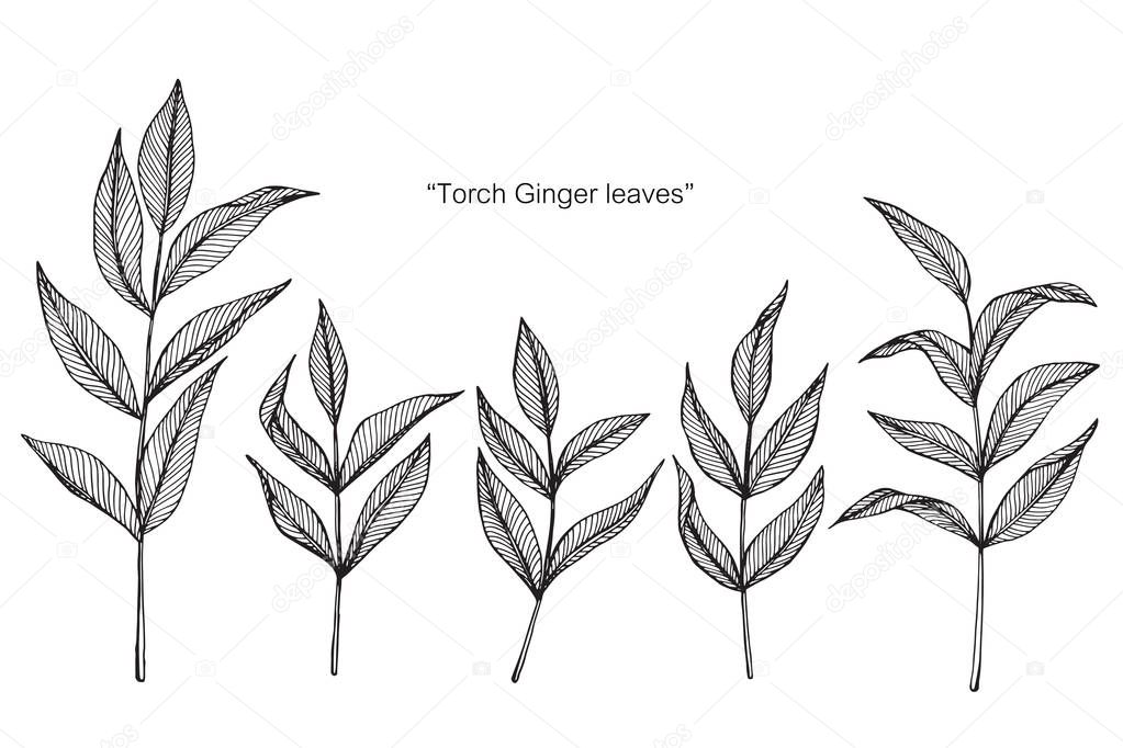 Torch ginger leaf. Drawing and sketch with black and white line-art.