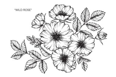 Wild rose flower. Drawing and sketch with black and white line-art. clipart