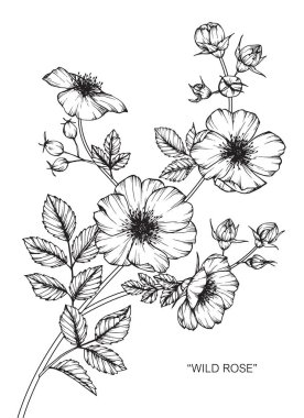 Yabani gül çiçek. Çizim ve eskiz ile siyah beyaz çizgi-roman.