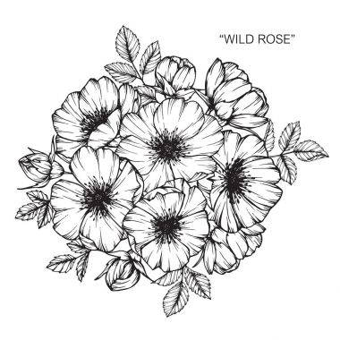 Yabani gül çiçek. Çizim ve eskiz ile siyah beyaz çizgi-roman.