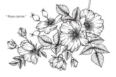 Rosa canina çiçek. Çizim ve eskiz ile siyah beyaz çizgi-roman.