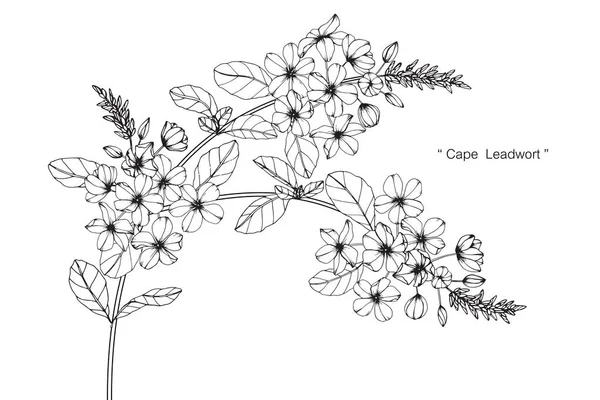 Flor de chumbo do cabo. Desenho e esboço com preto e branco line-art . — Vetor de Stock