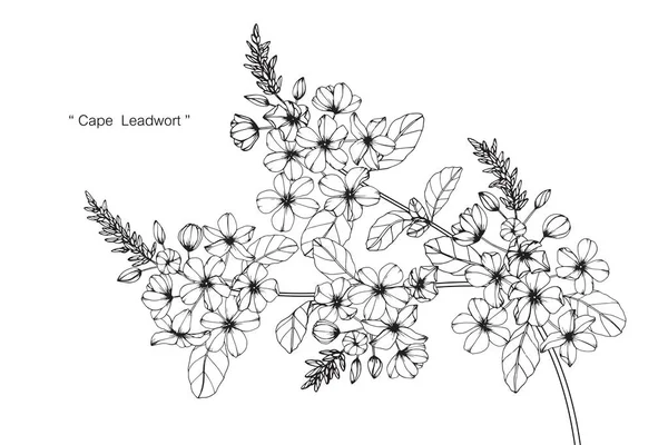 Cape leadwort çiçek. Çizim ve eskiz ile siyah beyaz çizgi-roman.