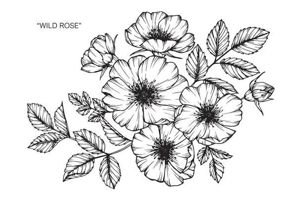 Wild rose blomma. Rita och skissa med svarta och vita line-art. — Stock vektor