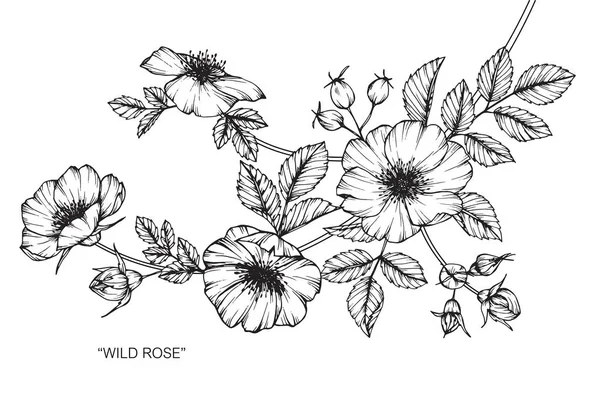 Yabani gül çiçek. Çizim ve eskiz ile siyah beyaz çizgi-roman. — Stok Vektör