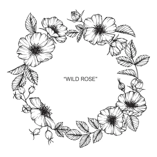 Wild rose flower frame drawing. Drawing and sketch with black and white line-art.