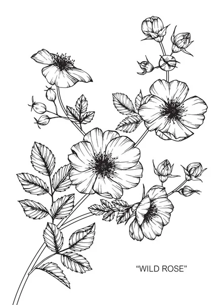 Yabani gül çiçek. Çizim ve eskiz ile siyah beyaz çizgi-roman.