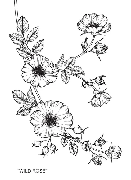 Dziki kwiat róży. Rysunek i szkic z czarno-białe grafiki liniowej. — Wektor stockowy