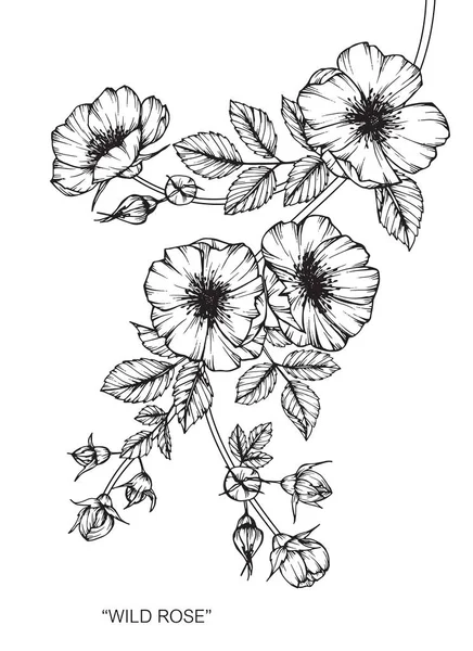 Dziki kwiat róży. Rysunek i szkic z czarno-białe grafiki liniowej. — Wektor stockowy
