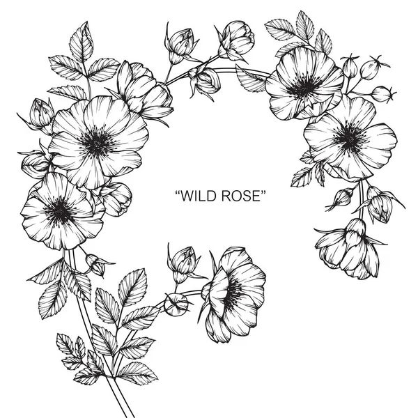野玫瑰花。黑白线条画素描. — 图库矢量图片
