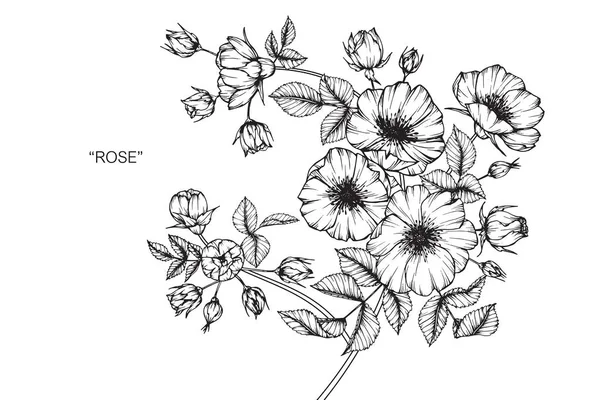 Flor de rosa selvagem. Desenho e esboço com preto e branco line-art . — Vetor de Stock