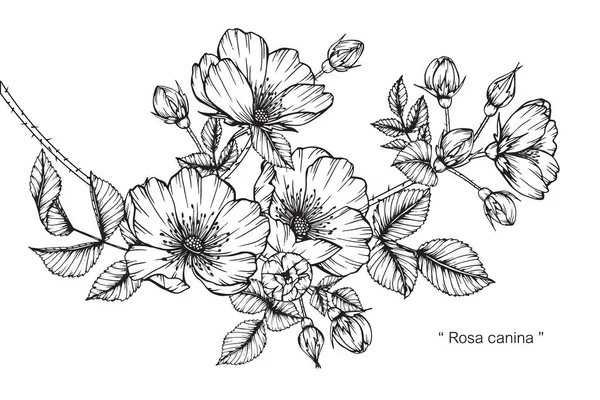 Rosa canina blomma. Rita och skissa med svarta och vita line-art. — Stock vektor