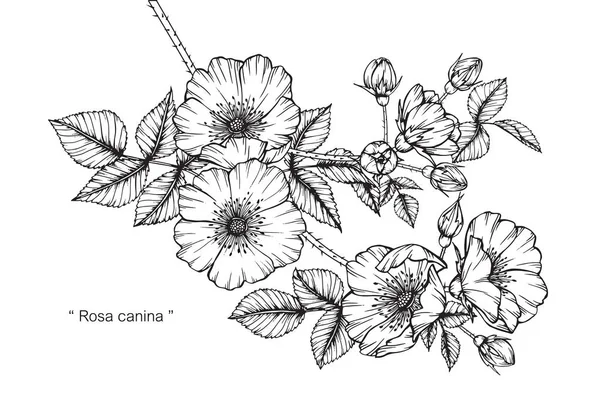 Flor de canina Rosa. Desenho e esboço com preto e branco line-art . — Vetor de Stock