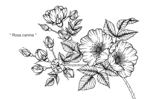 Rosa canina blomma. Rita och skissa med svarta och vita line-art. — Stock vektor