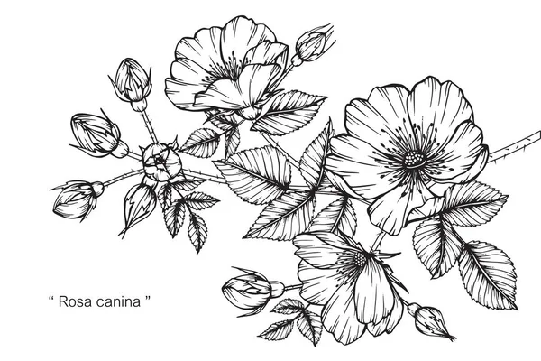 Rosa canina çiçek. Çizim ve eskiz ile siyah beyaz çizgi-roman. — Stok Vektör