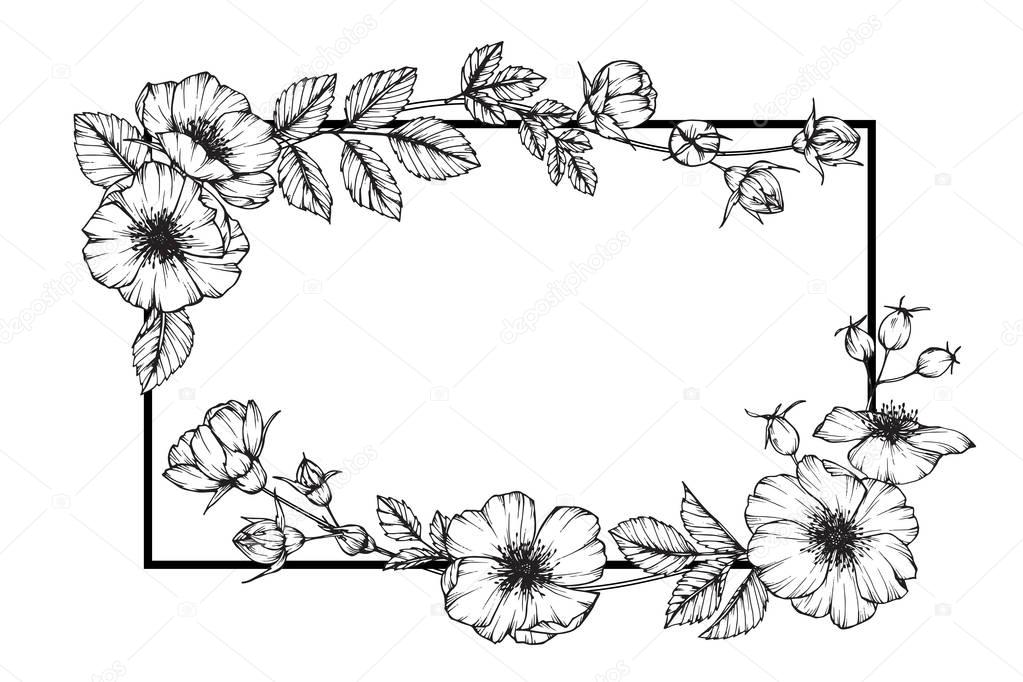 Download Wild rose flower frame drawing. Drawing and sketch with ...