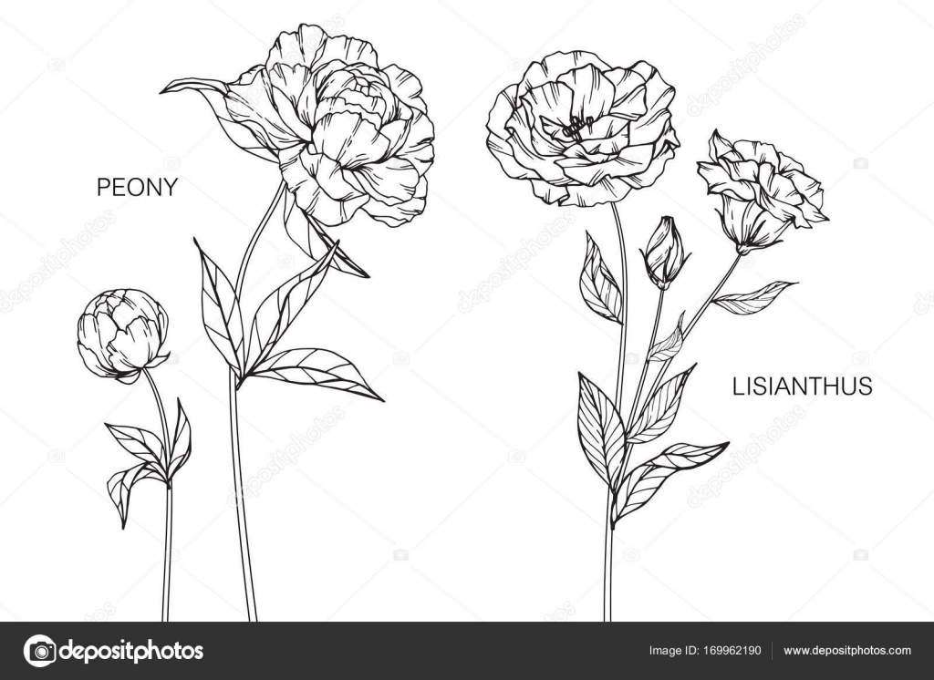 Peony and lisianthus flower. Drawing and sketch with black and white ...
