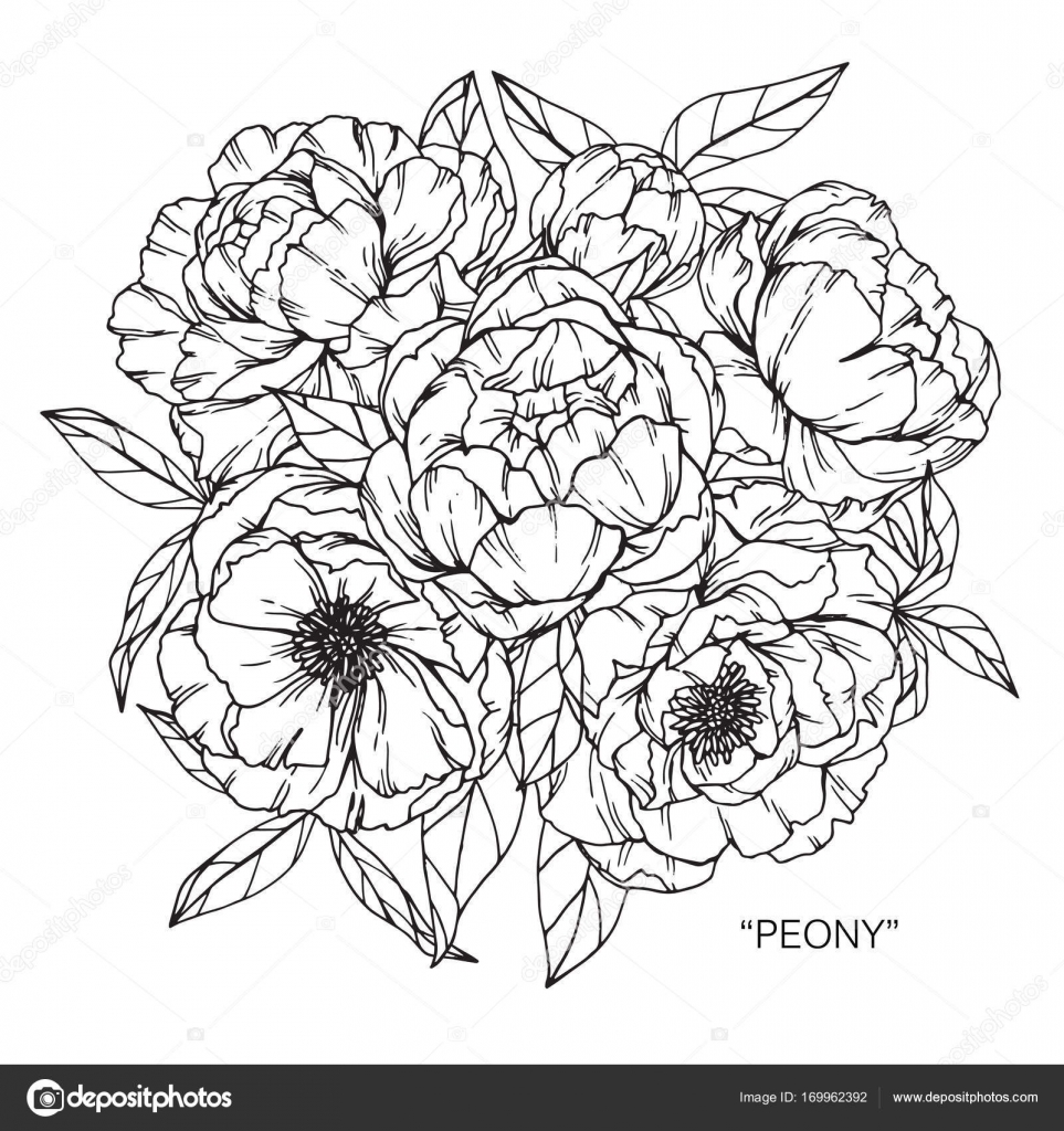 pfingstrose zeichnen blumen zeichnung, bouquet von pfingstrose blumen zeichnen — stockvektor © suwi19, Design ideen