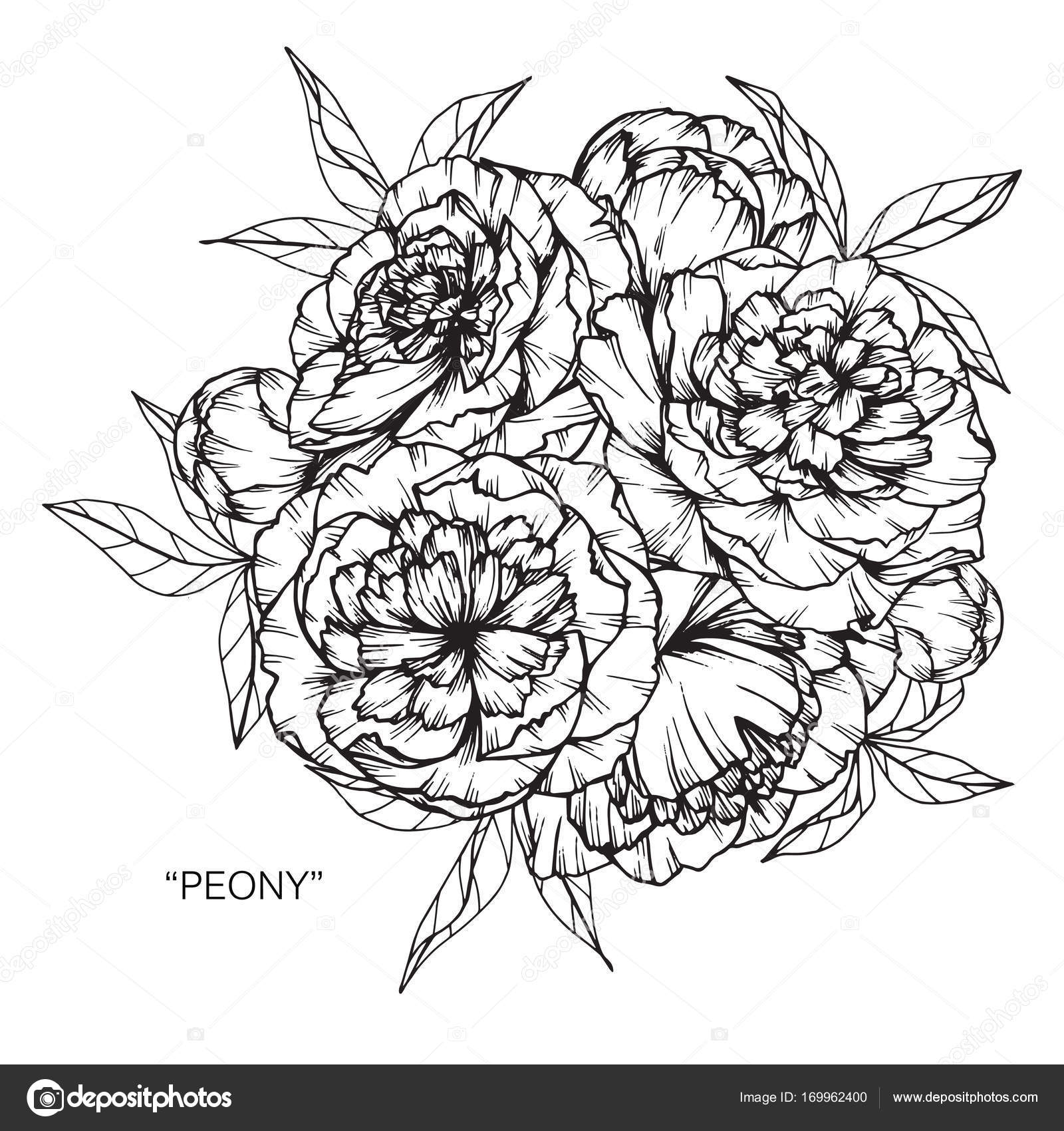 Bouquet de fleurs de pivoine dessin . image vectorielle ... Bouquet de fleurs de pivoine dessin . image vectorielle ...