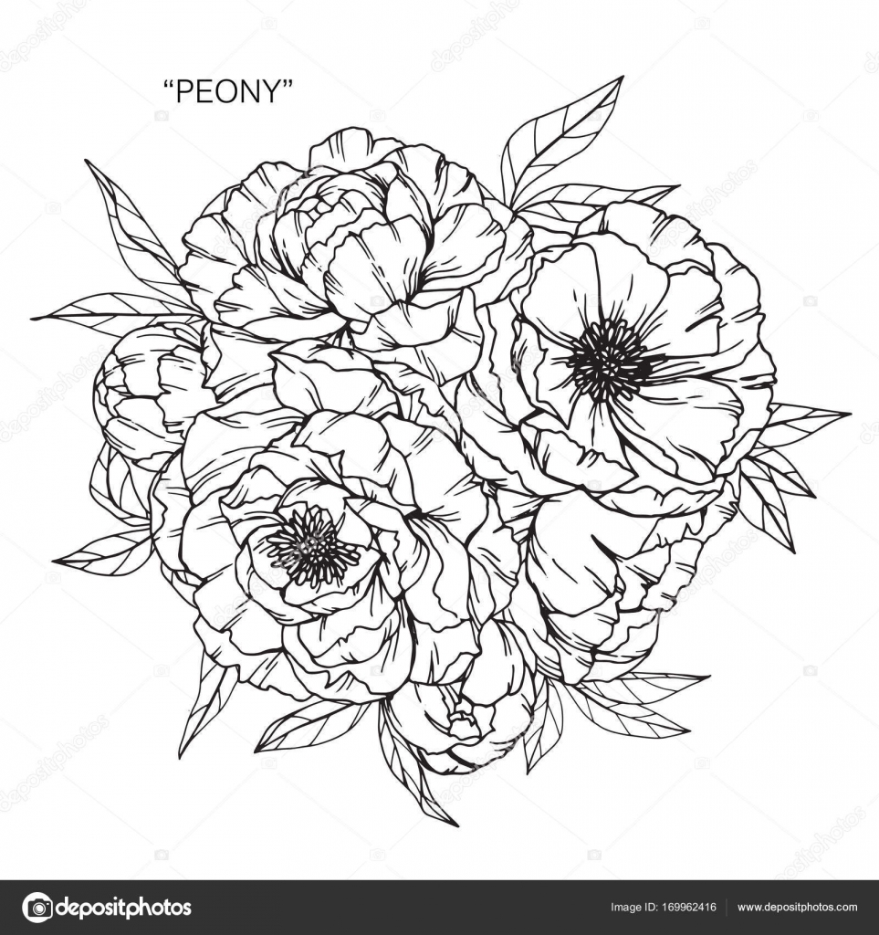 pfingstrose zeichnen blumen zeichnung, bouquet von pfingstrose blumen zeichnen — stockvektor © suwi19, Design ideen