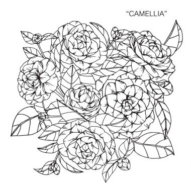 Buket kamelya çiçek Çizim.