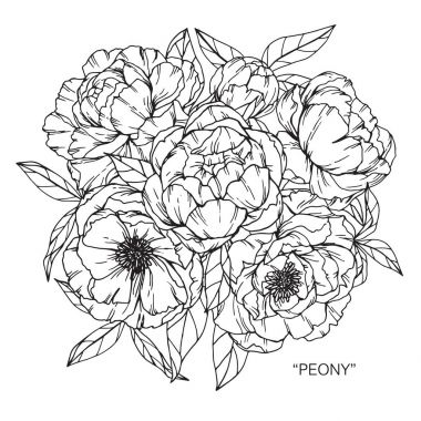 Buket peony çiçek Çizim.