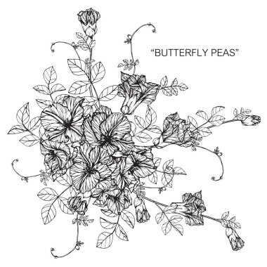 Buket kelebek bezelye çiçek Çizim.