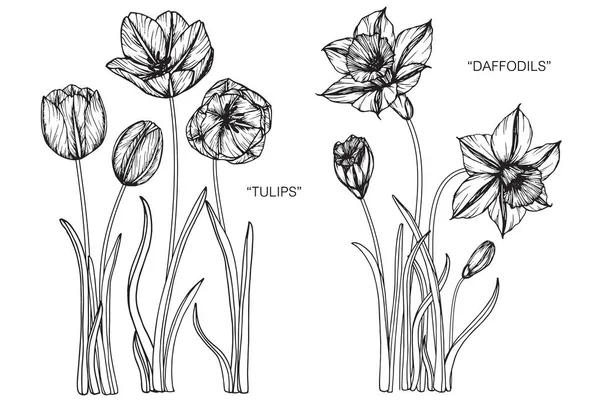 Tulips and Daffodils flower. Drawing and sketch with black and white line-art. — Stock Vector