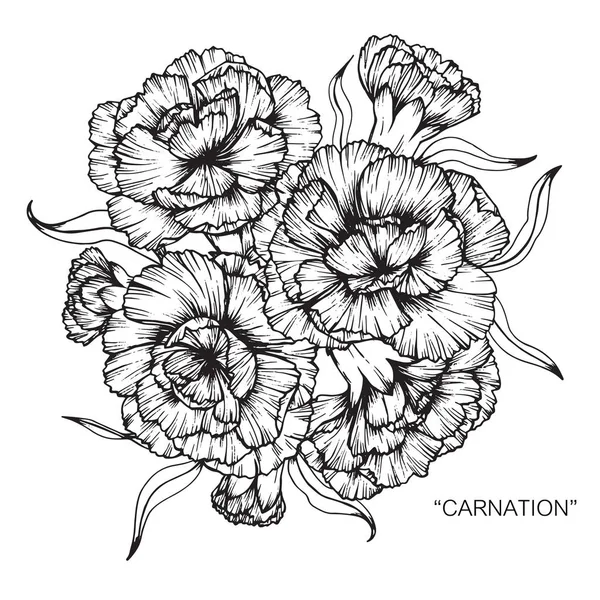 Boeket van carnation bloemen tekening. — Stockvector