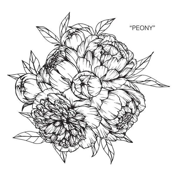 Bukett av pion blommor ritning. — Stock vektor