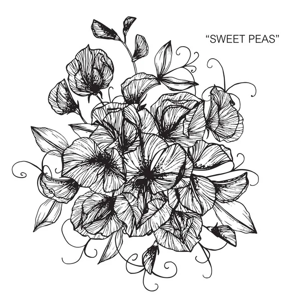 Buket tatlı bezelye çiçek Çizim.
