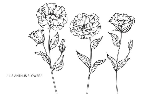 Flor de lisianthus imágenes de stock de arte vectorial | Depositphotos