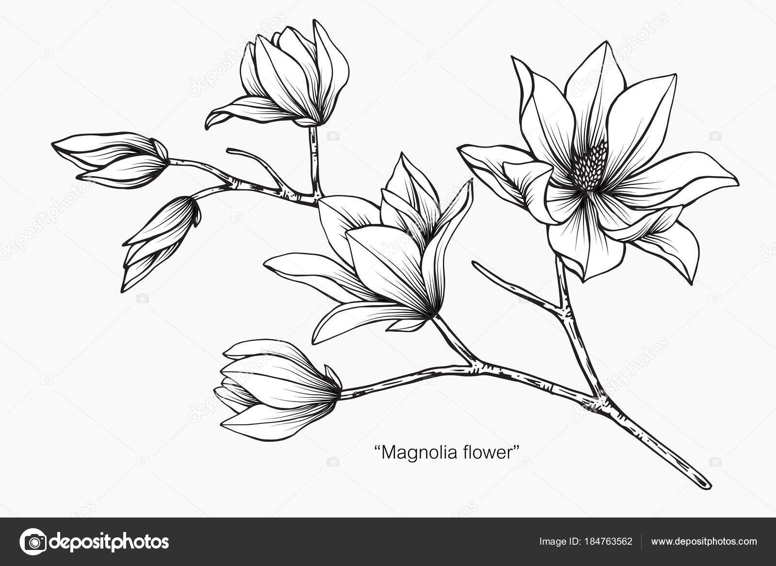 Magnolia flower drawing illustration. Stock Vector by ©suwi19 184763562