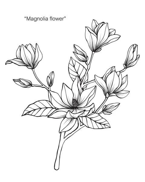 Magnolia Flor Desenho Ilustração Preto Branco Com Arte Linha Fundos —  Vetores de Stock