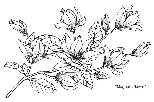Magnolia Flower Drawing Illustration Black White Line Art White Backgrounds — Stock Vector