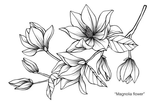 Magnolia Flor Dibujo Ilustración Blanco Negro Con Arte Línea Sobre — Archivo Imágenes Vectoriales